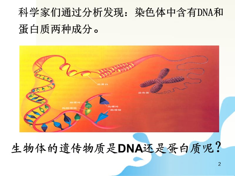 高中生物DNA是主要的遗传物质新人教版必修2ppt课件_第2页