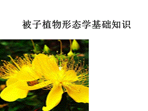 植物學(xué)PPT植物學(xué)形態(tài)術(shù)語基礎(chǔ)知識(shí).ppt