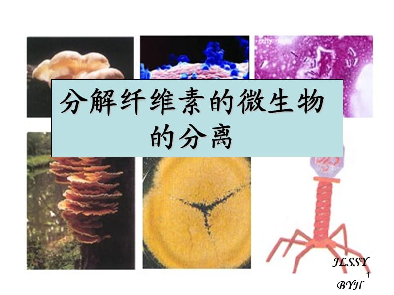 公开课分解纤维素的微生物的分离ppt课件_第1页