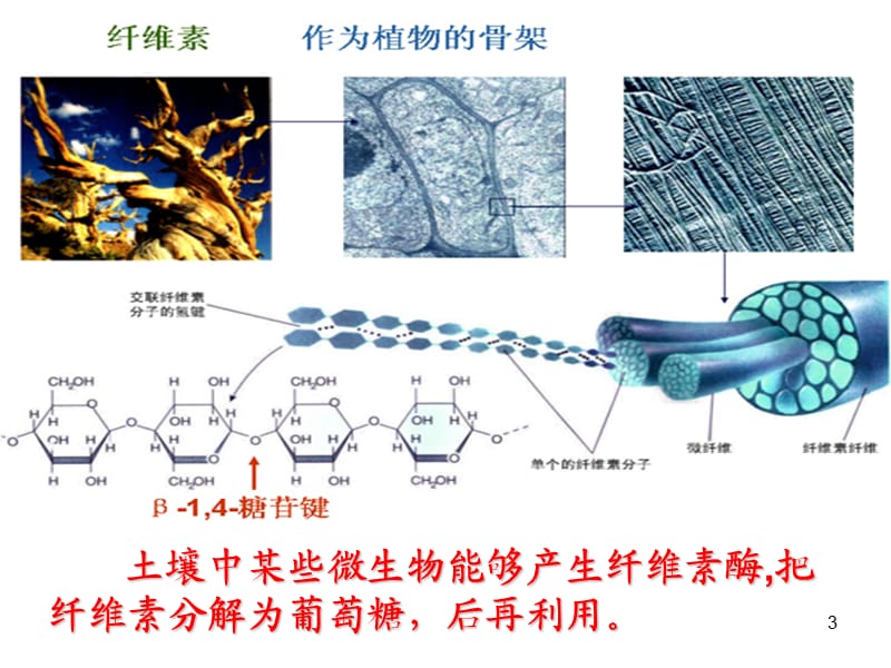 公开课分解纤维素的微生物的分离ppt课件_第3页