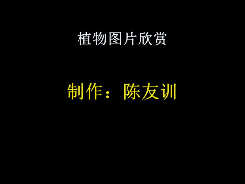 植物图片欣赏2(制作：陈友训).ppt_第1页