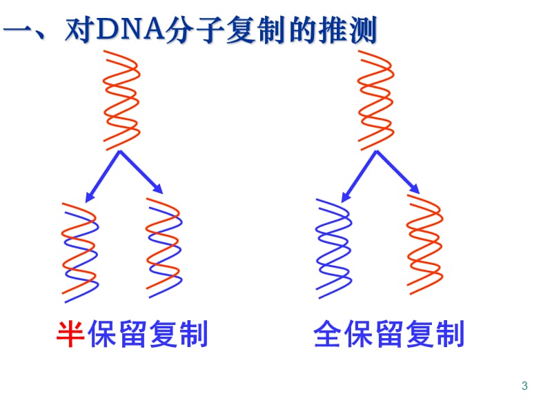 DNA的复制ppt课件_第3页