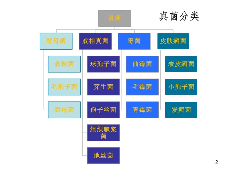 肺真菌病的影像诊断ppt课件_第2页