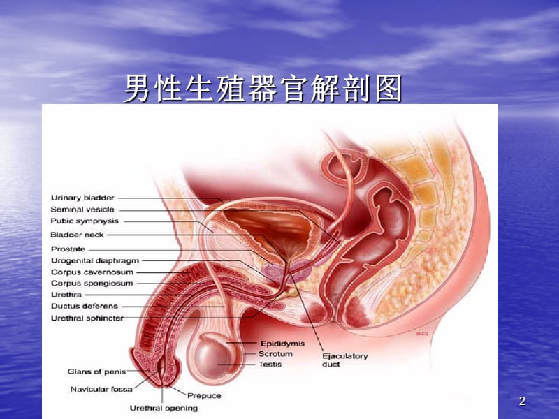 梗阻性无精子症ppt课件_第2页