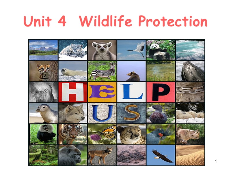 Book2 Unit 4Wildlife Protection reading公开课ppt课件_第1页