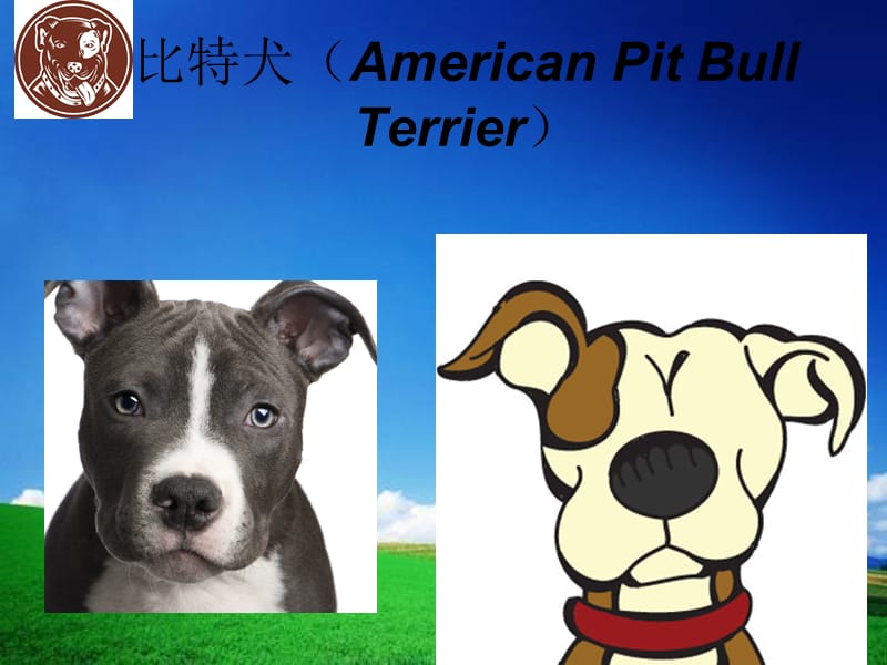 比特犬(AmericanPitBullTerrier).ppt_第1页