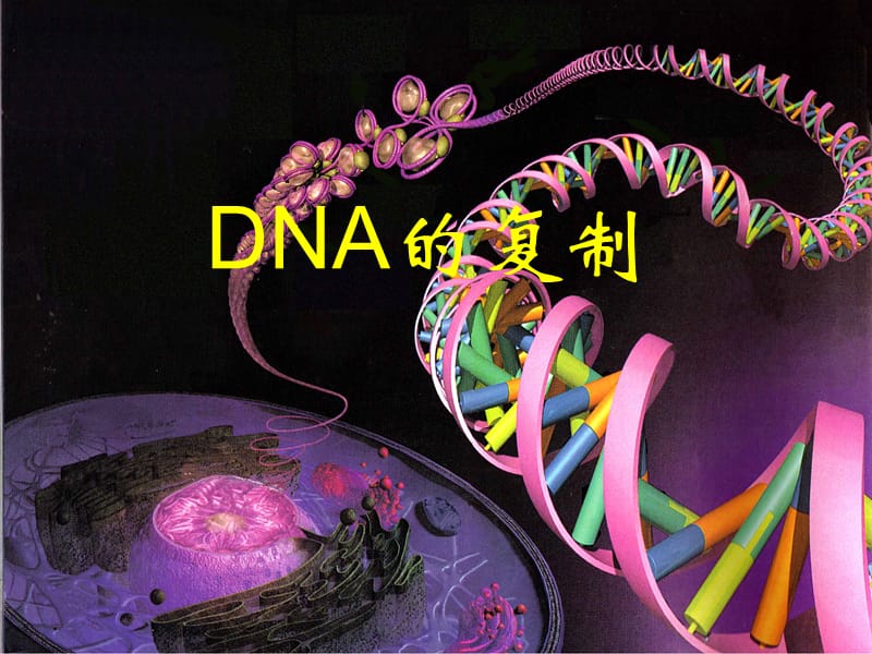 高二生物《DNA的复制》.ppt_第1页