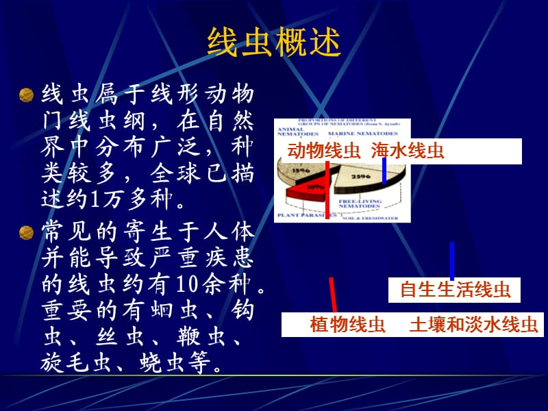 线虫概论、蛔虫及鞭虫.ppt_第3页