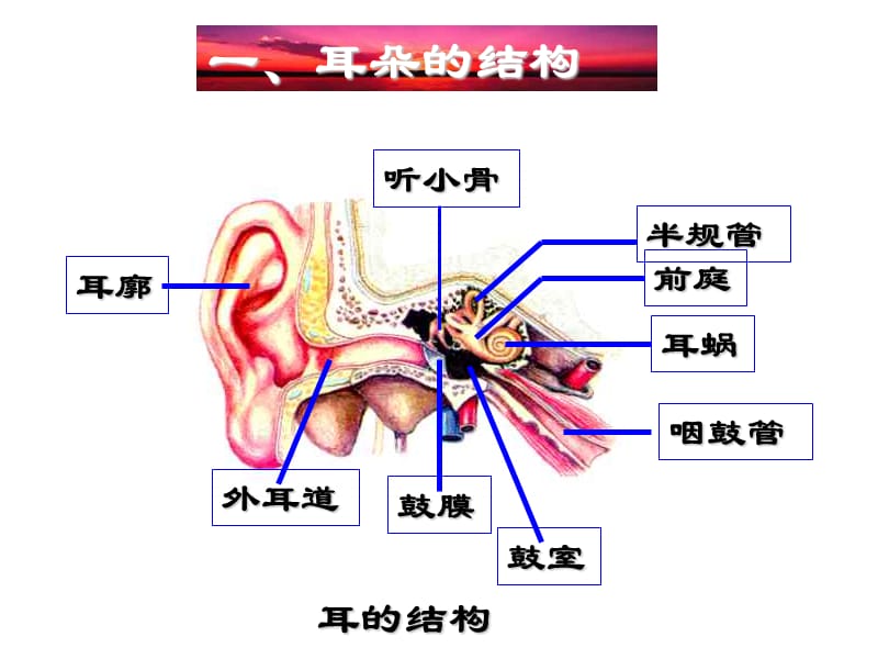 耳朵的结构和功能.ppt_第2页