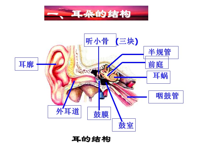 耳朵的结构和功能.ppt_第3页