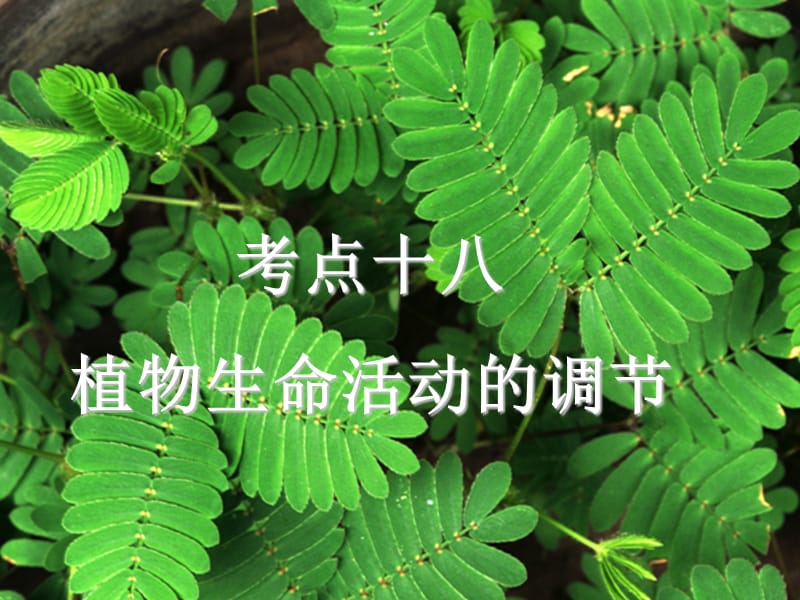 高三生物复习-植物生命活动的调节.ppt_第1页