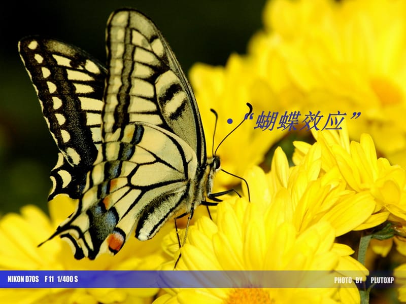 蝴蝶效應(yīng)(TheButterflyE).ppt_第1頁