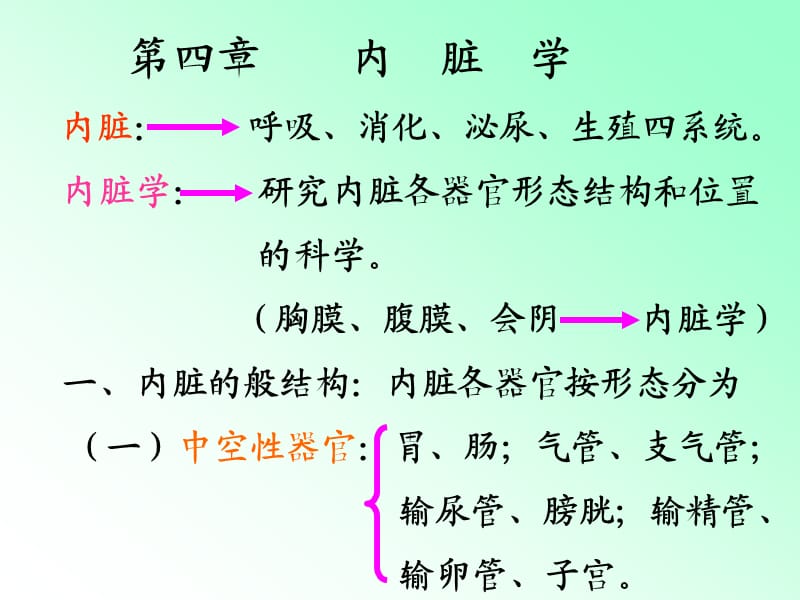 解剖学内脏知识笔记大全.ppt_第1页