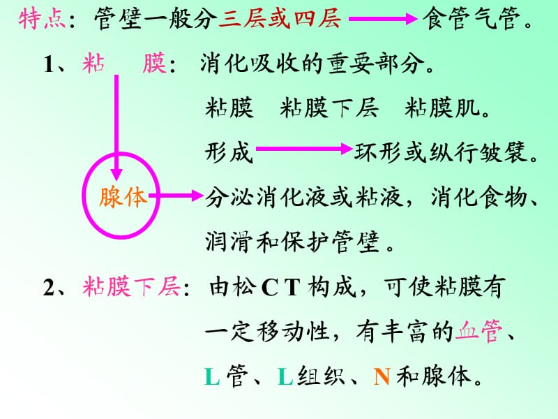 解剖学内脏知识笔记大全.ppt_第2页