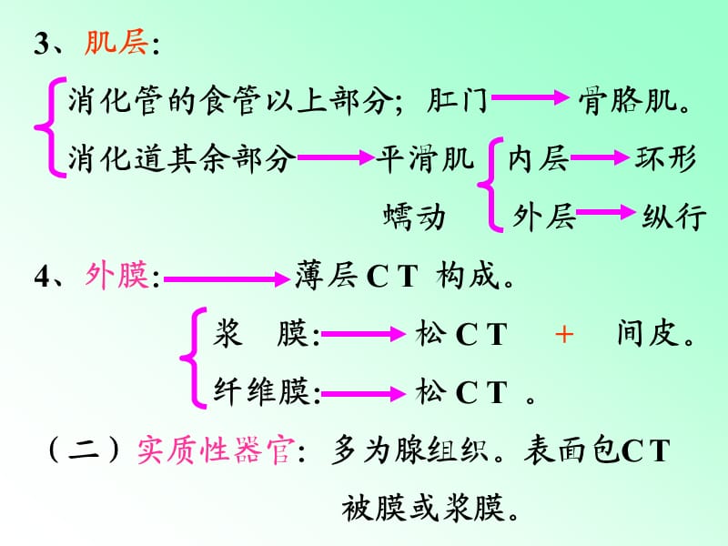 解剖学内脏知识笔记大全.ppt_第3页