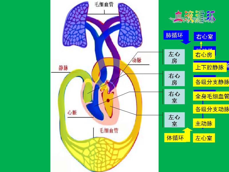 《輸血和血型》PPT課件.ppt_第1頁