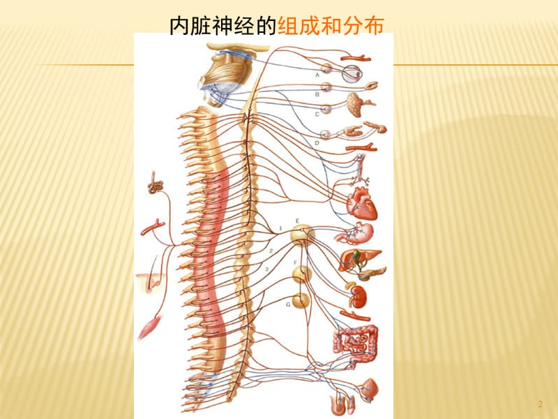 植物神经ppt课件_第2页