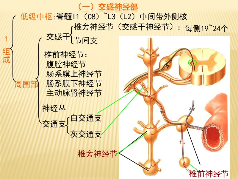 植物神经ppt课件_第3页