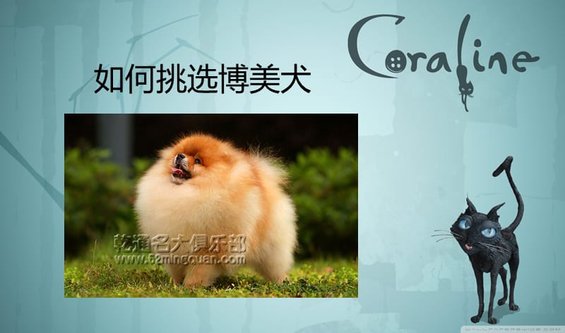 《如何挑选博美犬》PPT课件.ppt_第1页