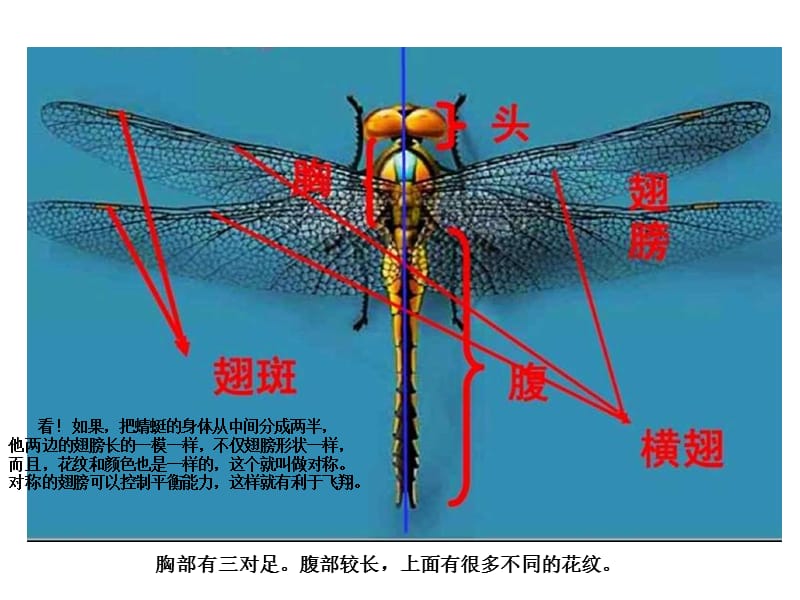 人教小学美术二上《第9课蜻蜓飞飞》PPT课件 (3)_第2页