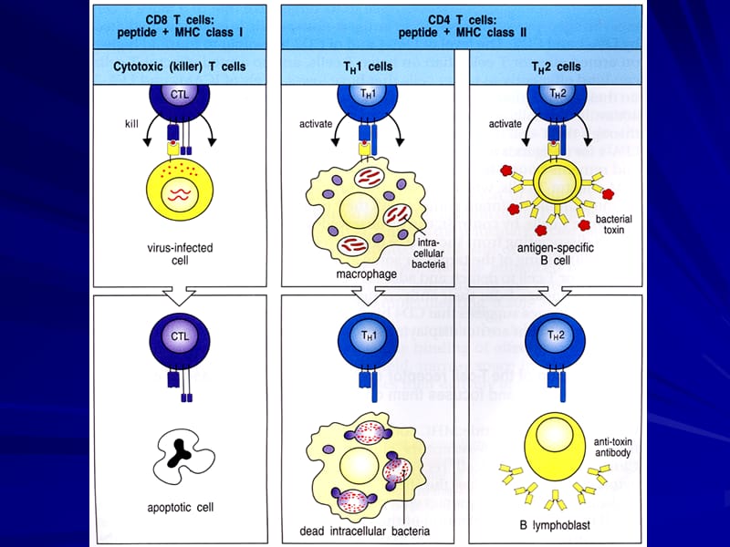 T细胞介导的特异性免疫效应.ppt_第2页