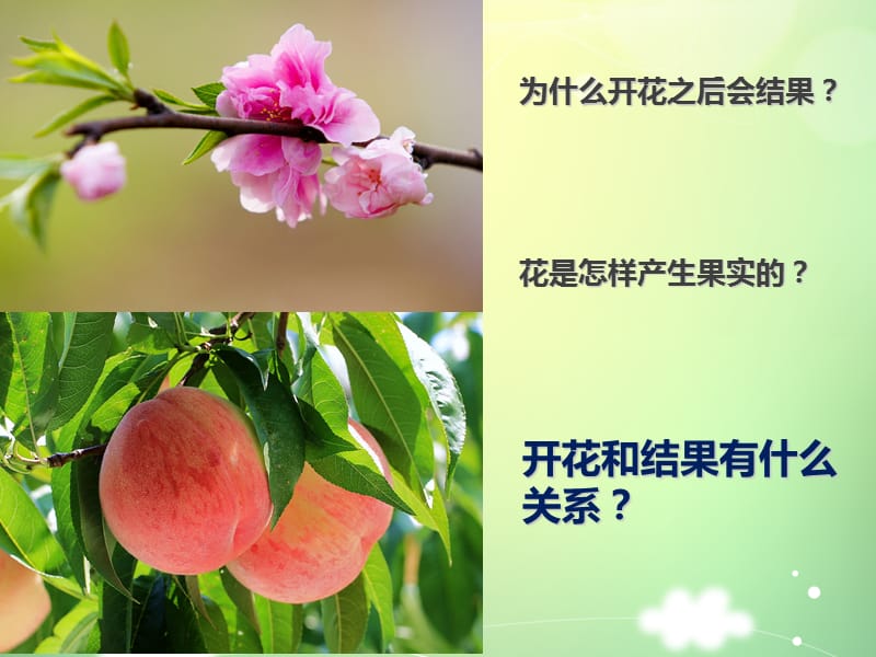 《开花和结果》PPT课件.ppt_第1页