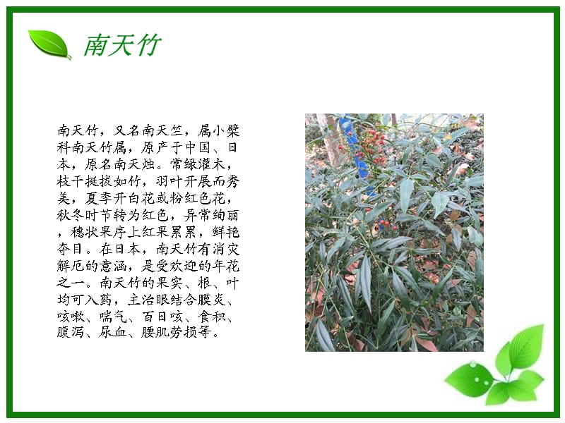 中草药植物反馈ppt课件_第3页