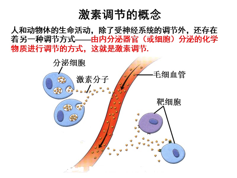 人体内的一些主要激素.ppt_第1页