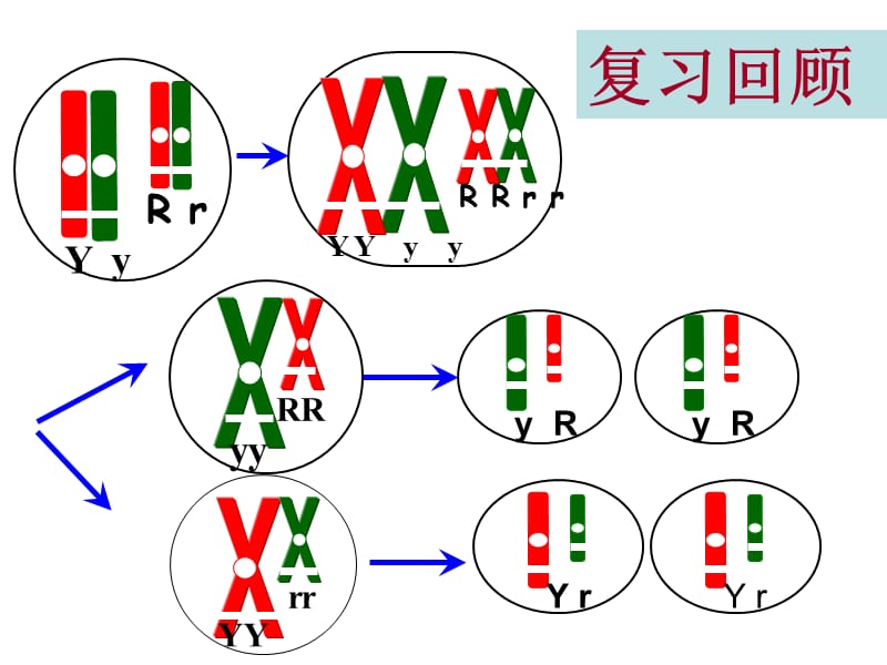 基因在染色体上伴性遗传.ppt_第1页