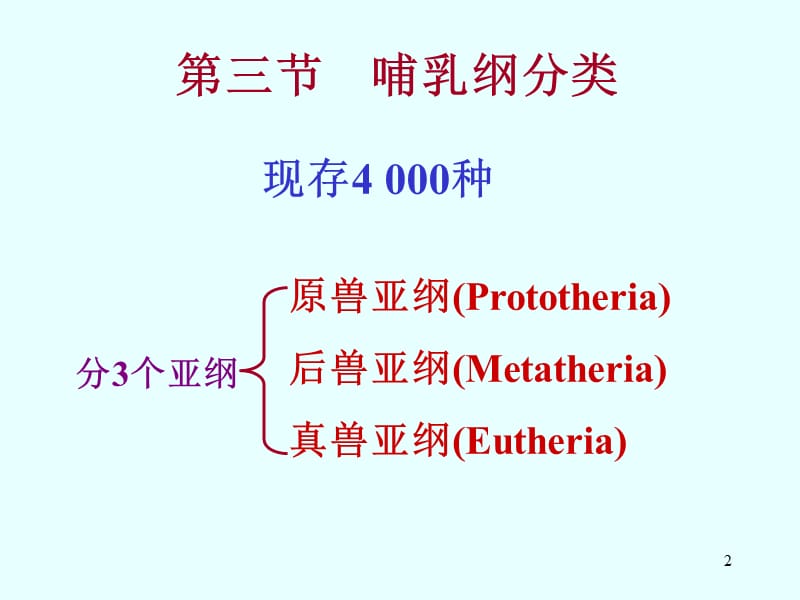 中国海洋大学资料脊椎动物学哺乳纲分类ppt课件_第2页