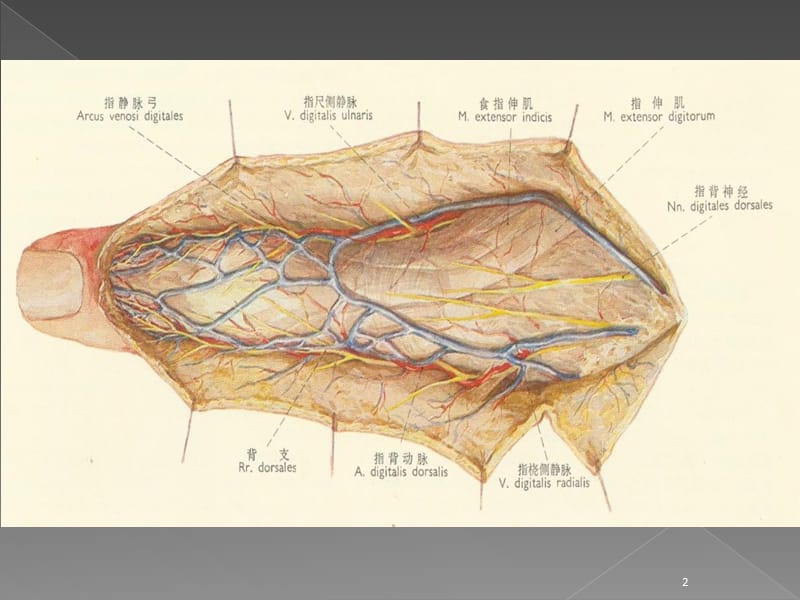 指背筋膜岛状皮瓣ppt课件_第2页