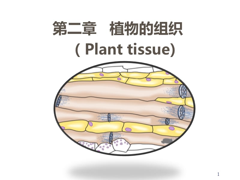 植物的组织ppt课件_第1页