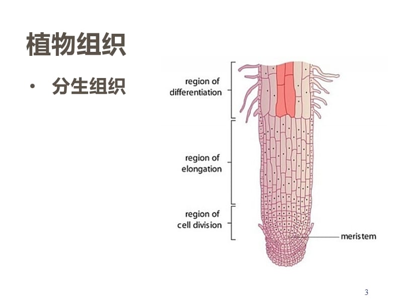 植物的组织ppt课件_第3页