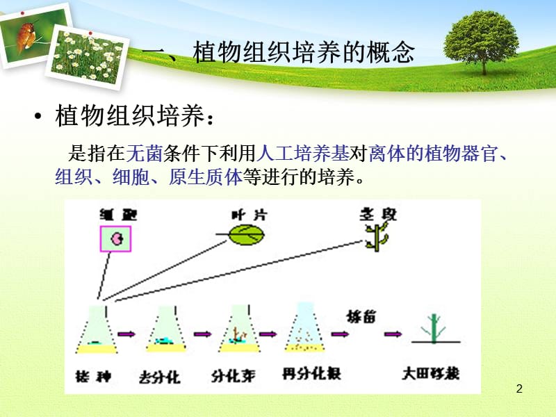 植物组织培养ppt课件_第2页