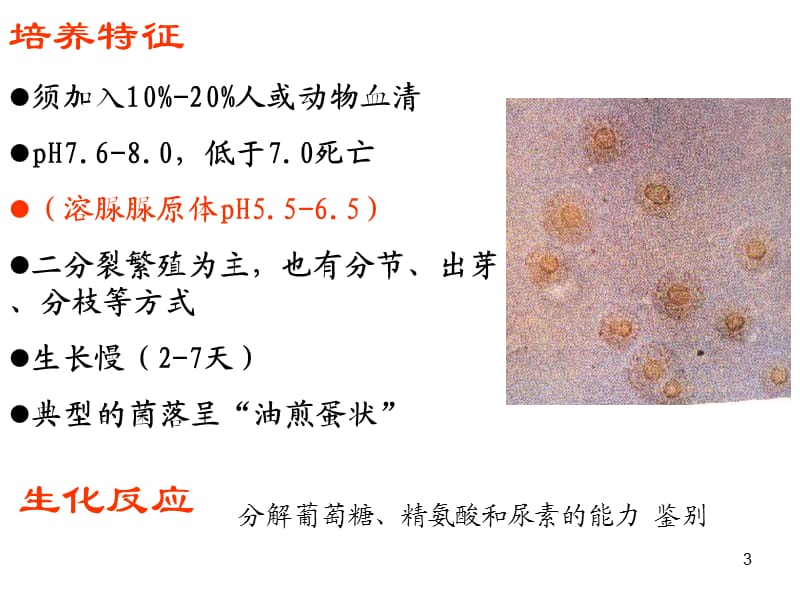 支原体Mycoplasma支原体是一类缺乏细胞壁呈多形性,能通过细菌滤ppt课件_第3页