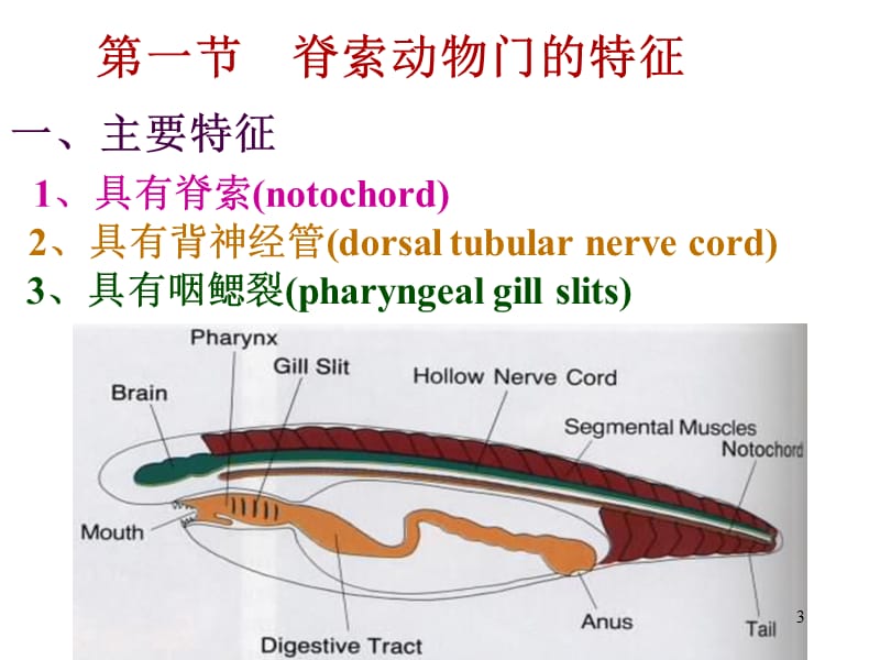 中国海洋大学资料脊椎动物学脊索动物ppt课件_第3页