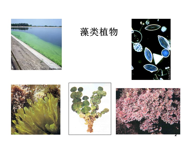 中国海洋大学资料植物生物学真核藻类ppt课件_第2页