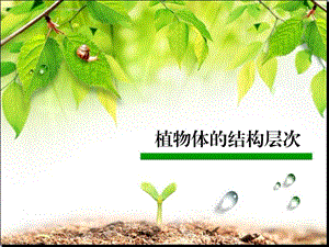 多細(xì)胞生物體和單細(xì)胞生物體.ppt