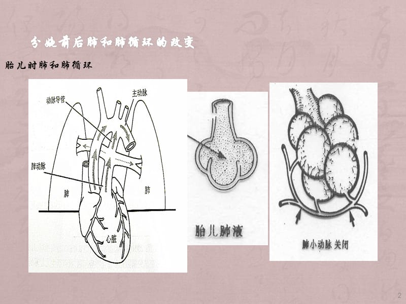 中国新生儿复苏ppt课件_第2页