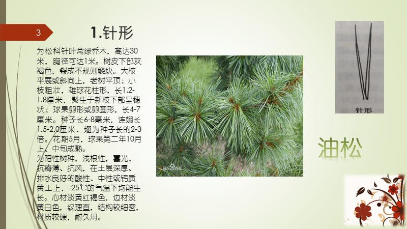 植物叶片全形集锦ppt课件_第3页