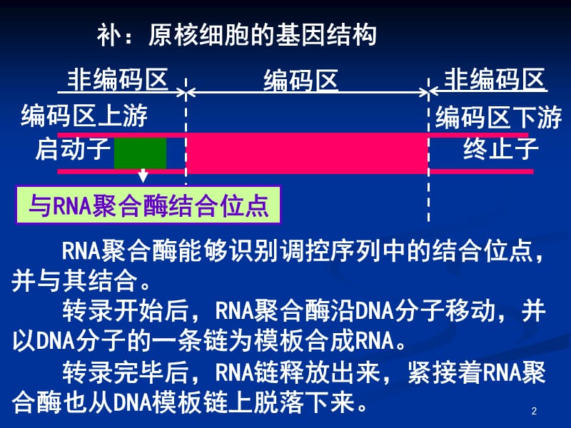 高中生物选修3基因工程的基本操作程序ppt课件_第2页