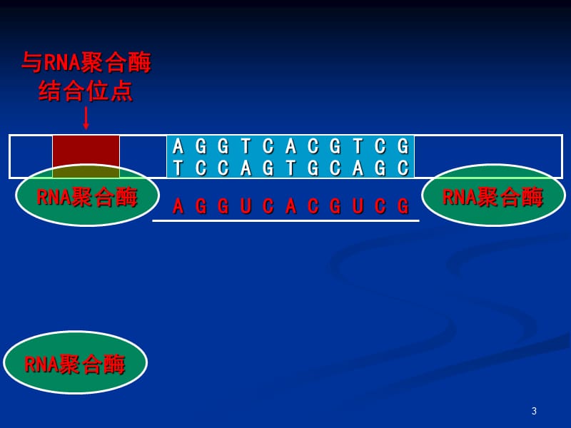 高中生物选修3基因工程的基本操作程序ppt课件_第3页