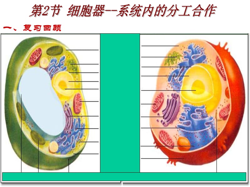 胞器系统内的分工合作(第二课时).ppt_第1页