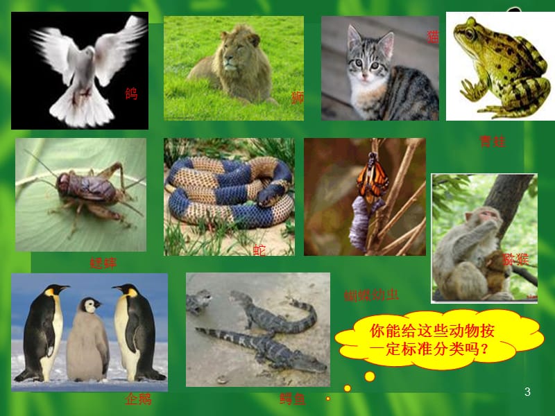 种类繁多的动物ppt课件_第3页