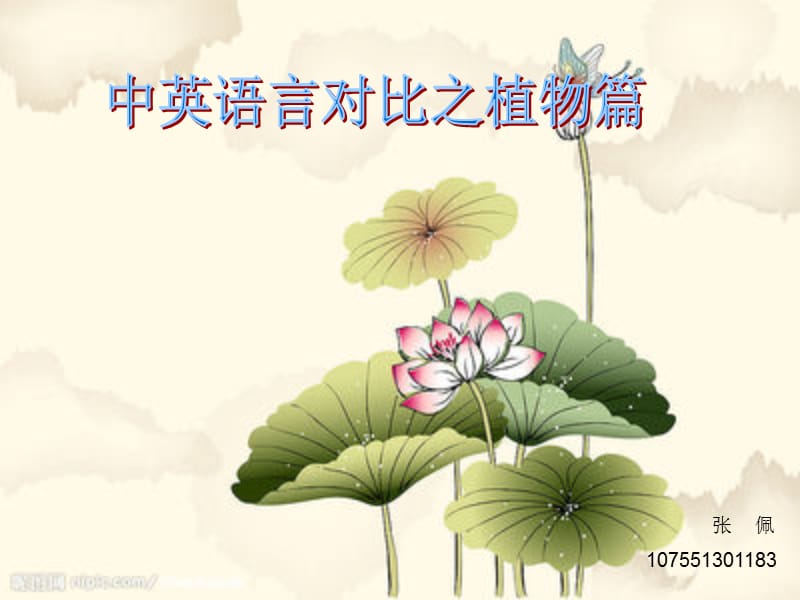 张佩中英植物语言.ppt_第1页