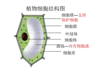 觀察人體口腔上皮細(xì)胞、洋蔥鱗片葉表皮細(xì)胞實(shí)驗(yàn).ppt