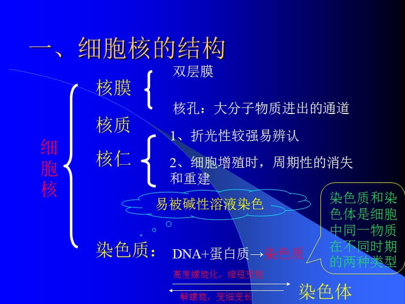 细胞核的结构和功能.ppt_第2页