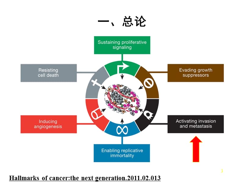 肿瘤浸润与转移ppt课件_第3页