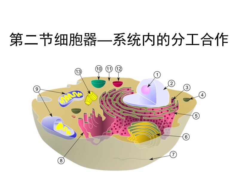 《細胞器-系統(tǒng)內(nèi)的分工合作》(共48張PPT).ppt_第1頁