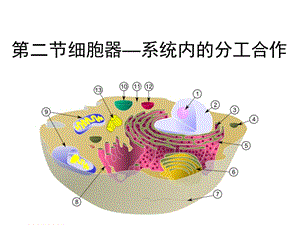 《細(xì)胞器-系統(tǒng)內(nèi)的分工合作》(共48張PPT).ppt